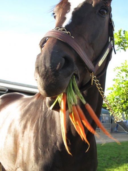 Zenyatta close-up shot.