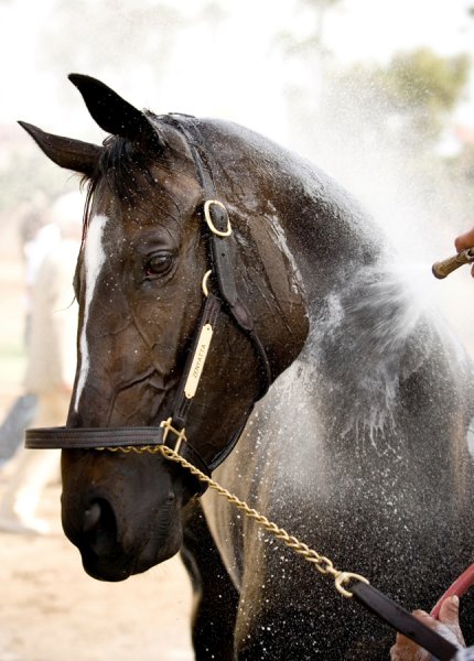 Zenyatta close-up with her head turned.