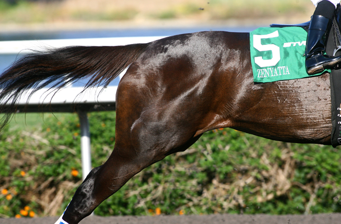 Zenyatta running with #5 on.