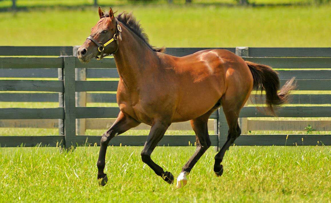 Image of Candy Ride in a Field