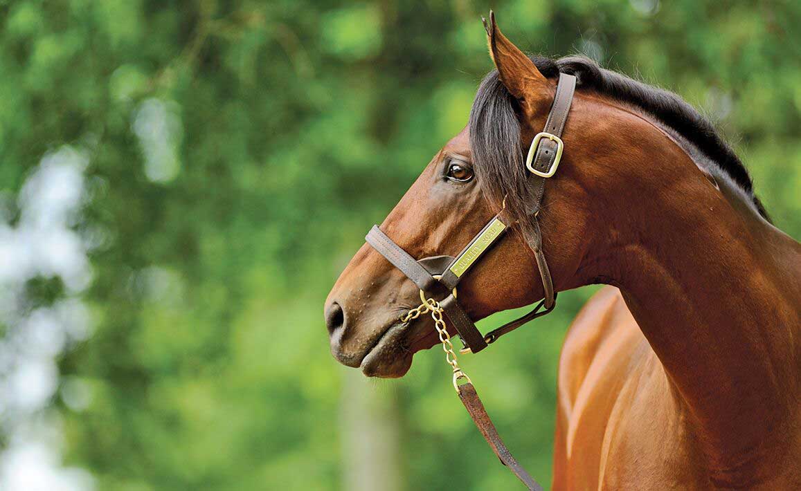 Image of Quality Road at Lane's End Farm