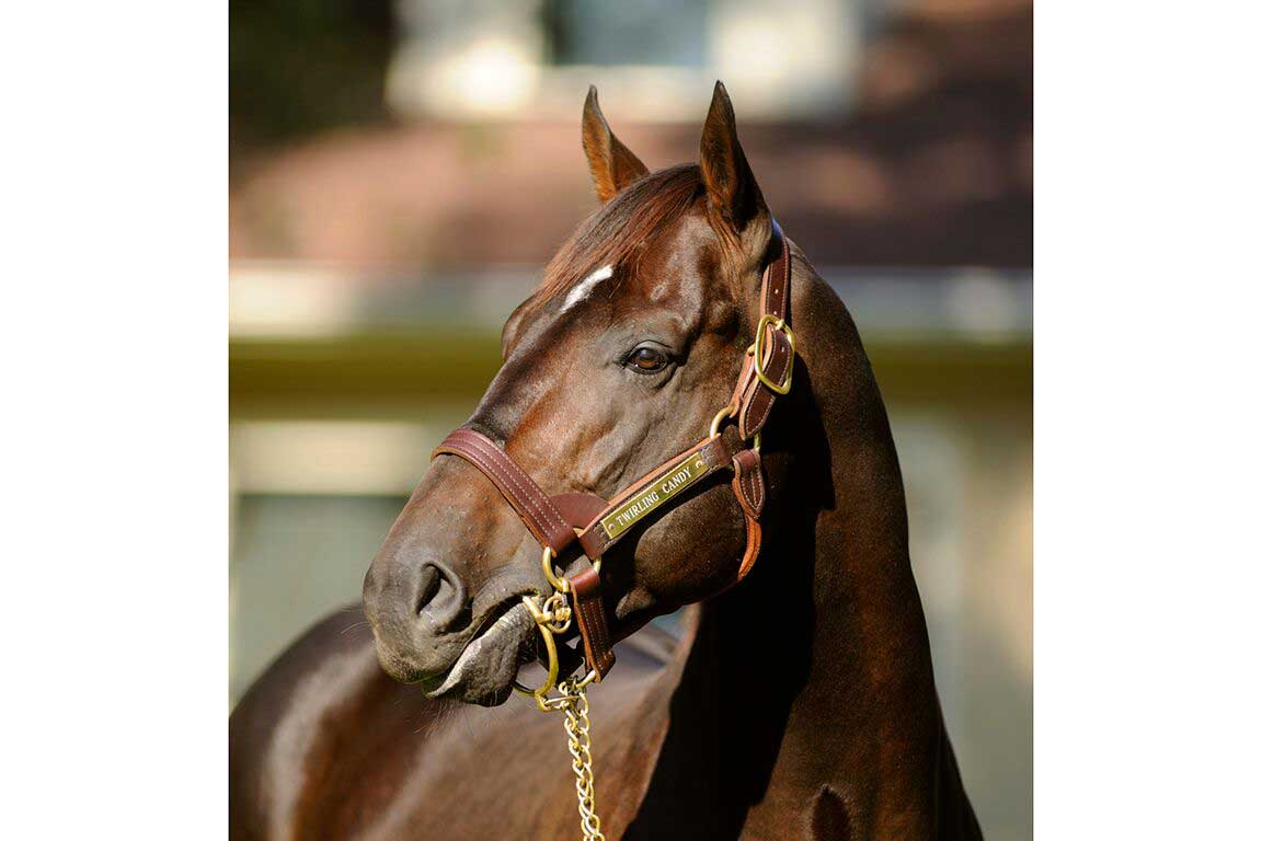 Image of Twirling Candy at Lane's End Farm