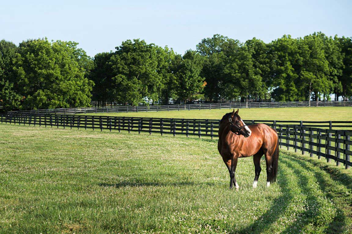 Image of Union Rags at Lane's End