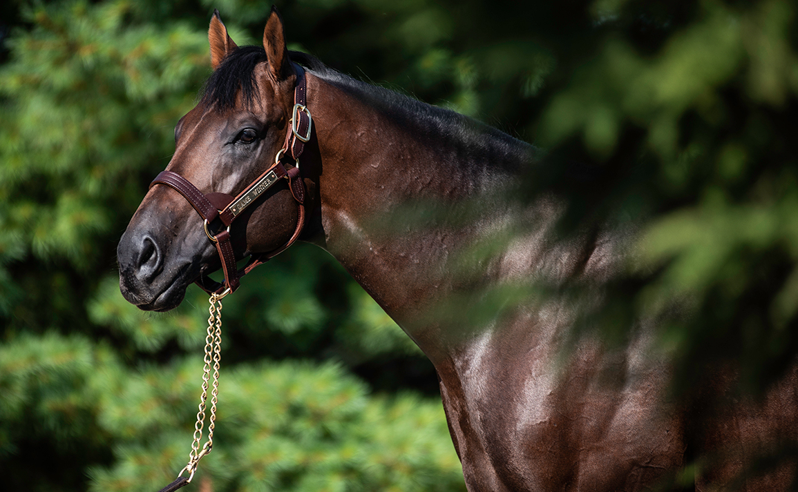 Image of Game Winner