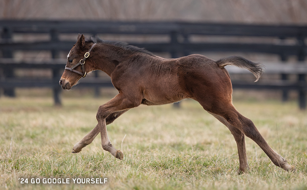 '24 Go Google Yourself