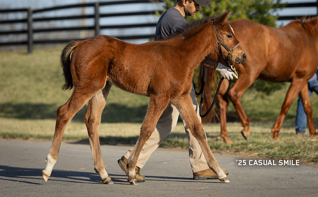 Filly out of Casual Smile