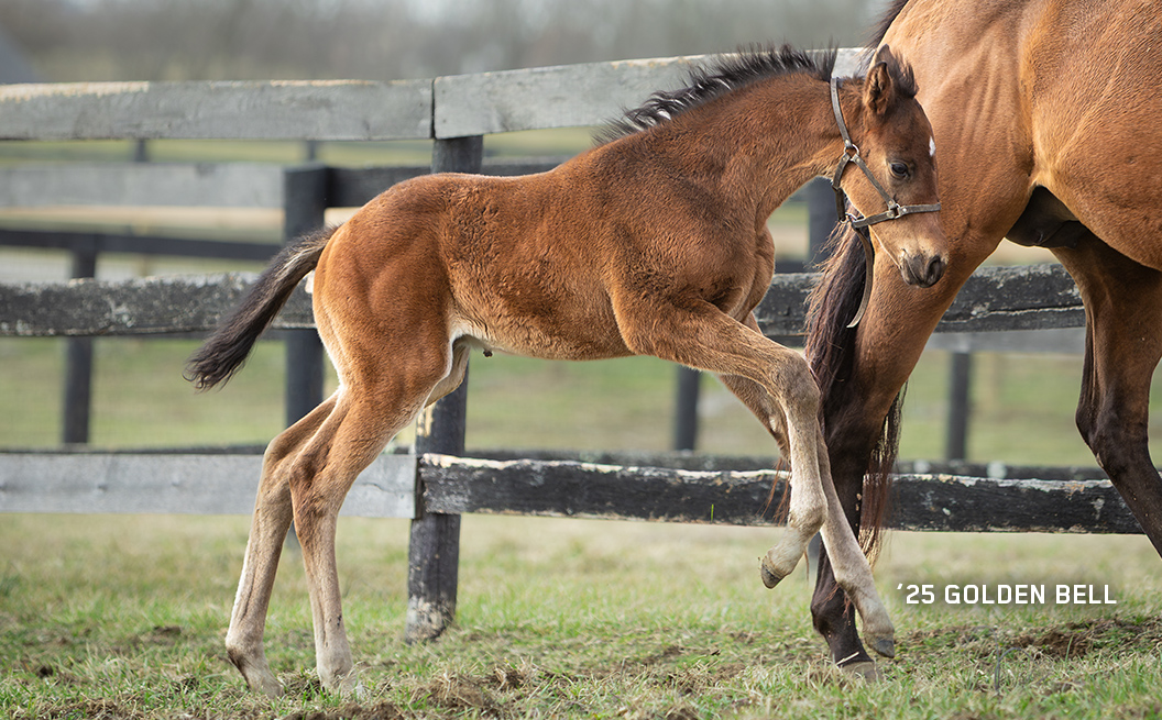 Colt out of Golden Bell