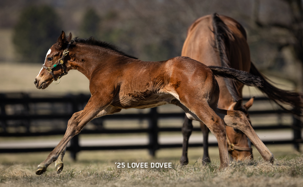 Fill out of Lovee Dovee