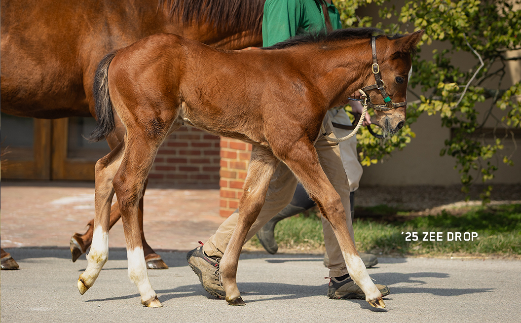 Colt out of Zee Drop