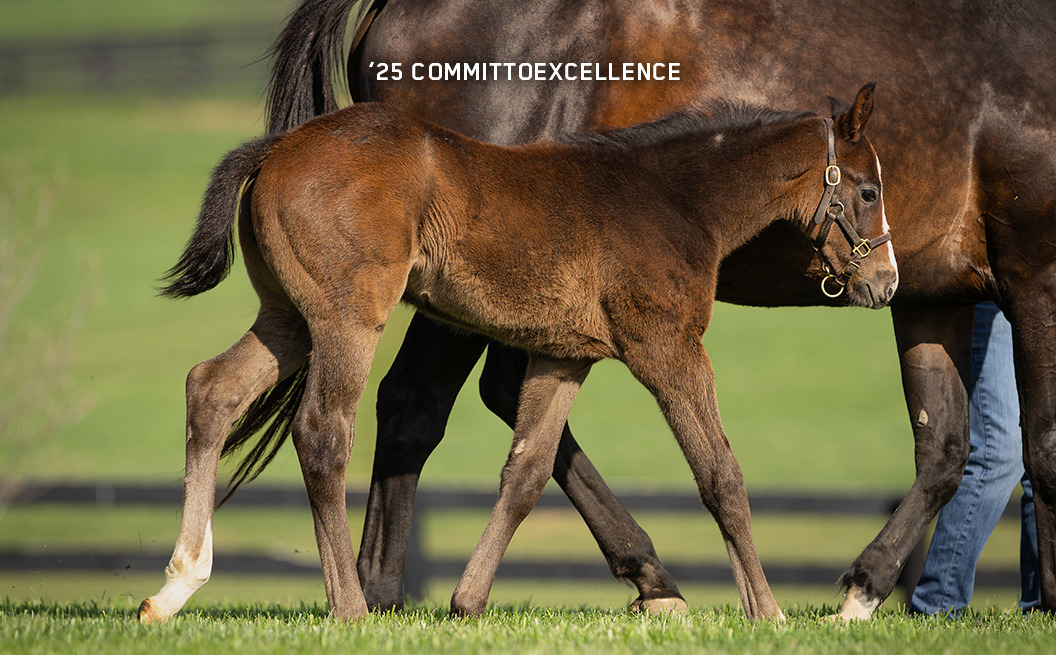 Colt out of Committoexcellence