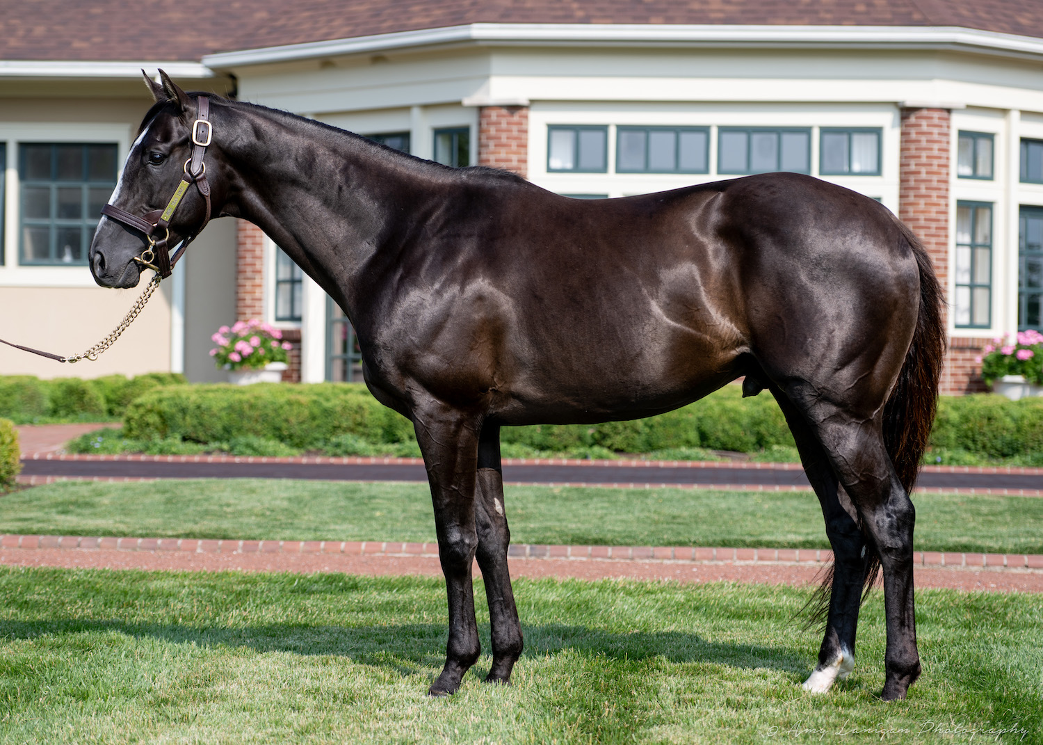 More Than Looks Conformation Image